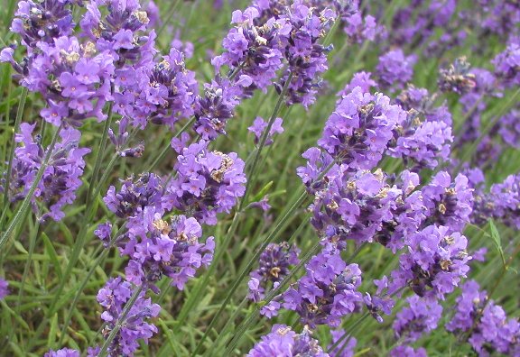 Is It Safe To Eat Lavender During Pregnancy?